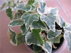 Efeu (H. colchica)2